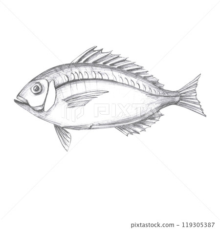 Fish hand drawn in pencil. Isolated illustration in realistic style of sea vertebrate for design of fish restaurants, menu, textile, posters 119305387