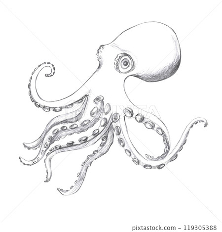 Octopus hand drawn in pencil. Isolated illustration in realistic style of sea animal for design of fish restaurants, menu, textile, posters 119305388