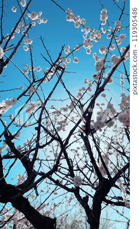 The silence of cherry blossoms in full bloom against the blue sky 119305486