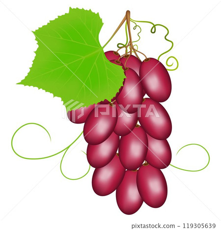 Pink grapes on a white background. 119305639