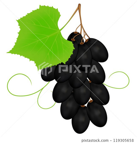 Black grapes on a white background. 119305658