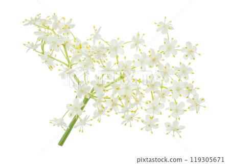 Elderberry flower or Sambucus nigra isolated on a white background. 119305671