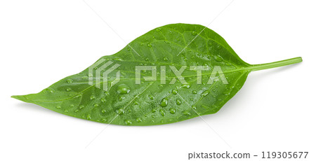 Sweet pepper leaf closeup isolated on white background 119305677
