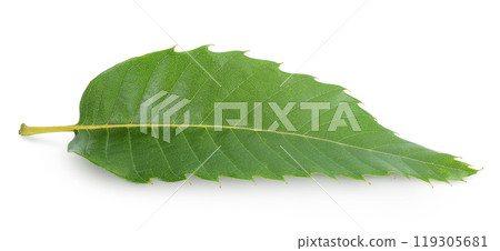 Leaves of sweet chestnut tree isolated on white background. 119305681