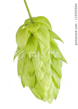 Hop cone isolated on white background. Beer brewing ingredients 119305684