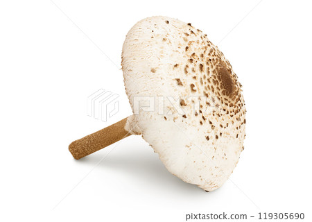 Parasol mushroom or Macrolepiota procera isolated on white background 119305690