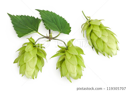 Hop cones isolated on white background. Beer brewing ingredients. Top view. Flat lay 119305707
