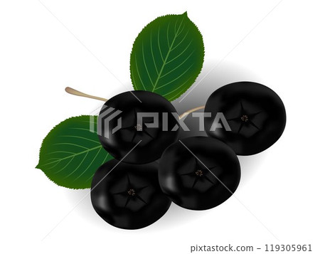 Branch of black chokeberry (Aronia melanocarpa) with green leaves isolated on white background. 119305961