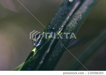 A drop of water on a sedge 119306203
