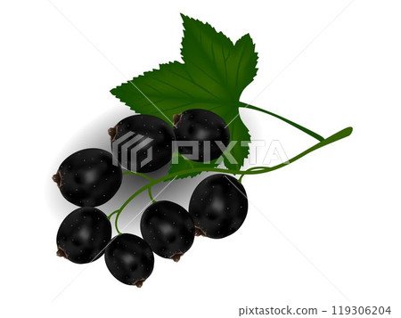 Berries of black currant with green leaf. 119306204
