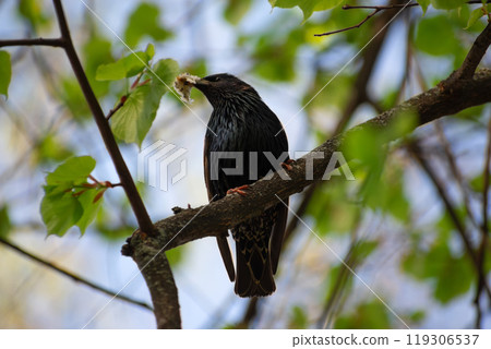 A graceful blackbird sits gracefully on a tree branch, proudly holding food in its beak 119306537