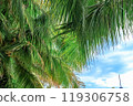 View of the crown of a coconut tree with coconut fruits against a blue sky. Sanya, China 119306758