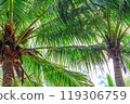 View of the crown of a coconut tree with coconut fruits against a blue sky. Sanya, China 119306759