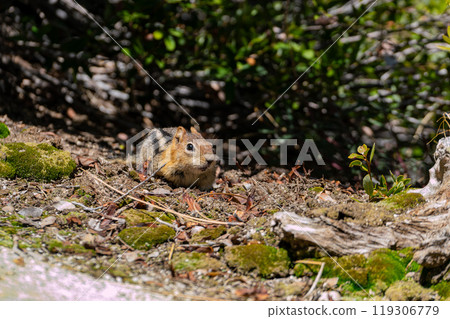 Close up shot of cute squirrel at Yosemite National Park Close up shot of cute squirrel at Yosemite National Park 119306779