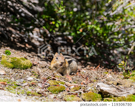 Close up shot of cute squirrel at Yosemite National Park 119306780