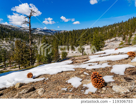 Sunny view of the landscape at Yosemite National Park 119306783