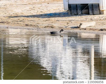 Close up shot of American coot at Bass Lake Close up shot of American coot at Bass Lake 119306856