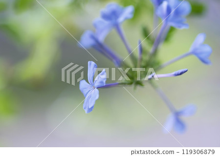 The blue-and-white laurel tree blooms with cool flowers in the hot summer The blue-and-white laurel tree blooms with cool flowers in the hot summer 119306879