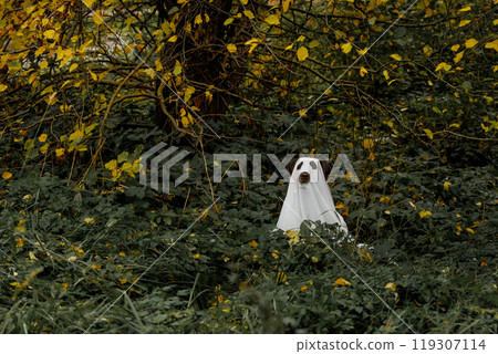 funny Labrador dog is dressed in Halloween ghost costume, pet in white cape is hiding funny Labrador dog is dressed in Halloween ghost costume, pet in white cape is hiding 119307114