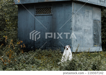 Cute Labrador dog is dressed in Halloween ghost costume, pet in white cape Cute Labrador dog is dressed in Halloween ghost costume, pet in white cape 119307142