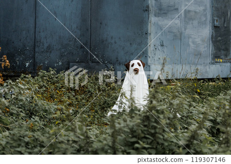Cute Labrador dog is dressed in Halloween ghost costume, pet in white cape Cute Labrador dog is dressed in Halloween ghost costume, pet in white cape 119307146