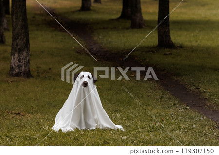 Cute Labrador dog is dressed in Halloween ghost costume 119307150