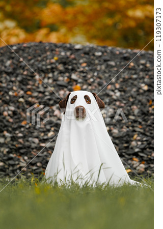 Cute Labrador dog is dressed in Halloween ghost costume, pet is sitting in autumn park Cute Labrador dog is dressed in Halloween ghost costume, pet is sitting in autumn park 119307173