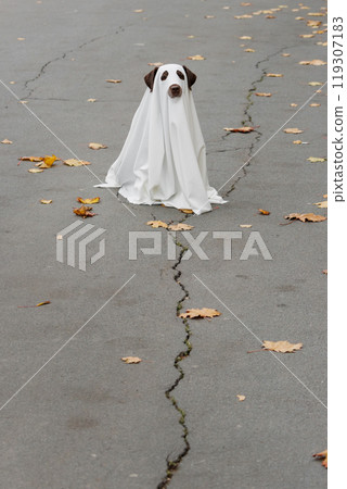 Labrador dog dressed in costume Halloween party, ghost pet in white cape sitting on cracked road 119307183
