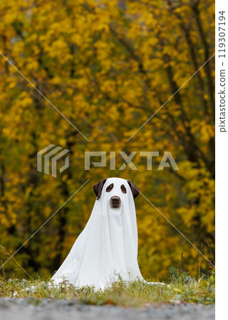 Cute Labrador dog is dressed in Halloween ghost costume 119307194