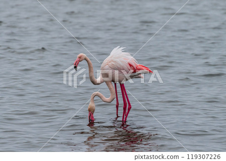 Flamingos near Walvis Bay Flamingos near Walvis Bay 119307226