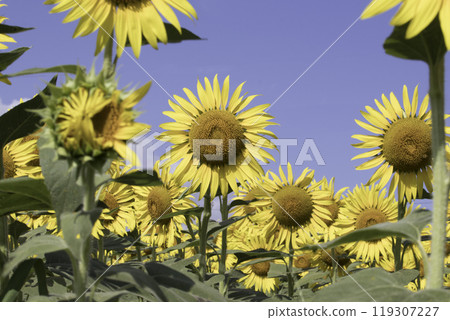 Sunflowers blooming towards the blue sky Sunflowers blooming towards the blue sky 119307227