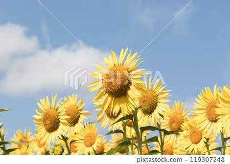 Sunflowers blooming towards the blue sky 119307248