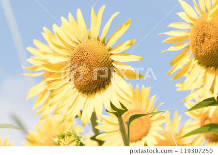 向日葵向藍天綻放 119307250