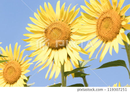 向日葵向藍天綻放 119307251