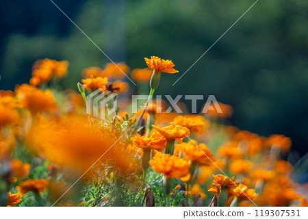 橙色萬壽菊 119307531