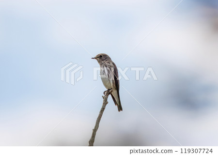 Siberian flycatcher on blue sky background 119307724