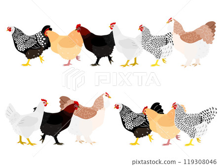 Group of chickens, sideways, varieties 119308046