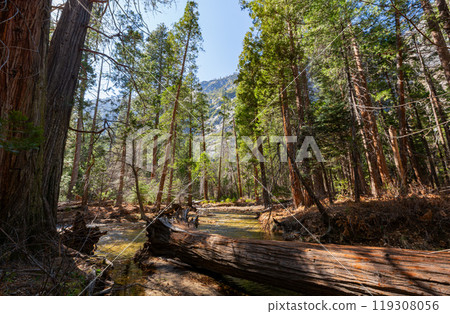 Sunny view of the landscape at Yosemite National Park 119308056