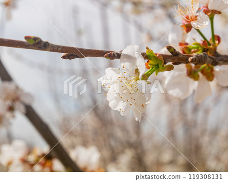Sunny view of beautiful Peach flower blossom Sunny view of beautiful Peach flower blossom 119308131