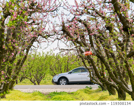 Sunny view of beautiful Peach flower blossom Sunny view of beautiful Peach flower blossom 119308134