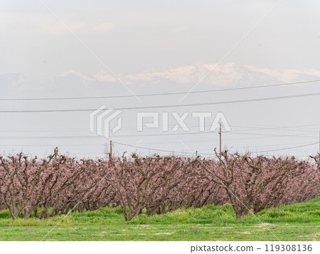 Sunny view of beautiful Peach flower blossom Sunny view of beautiful Peach flower blossom 119308136