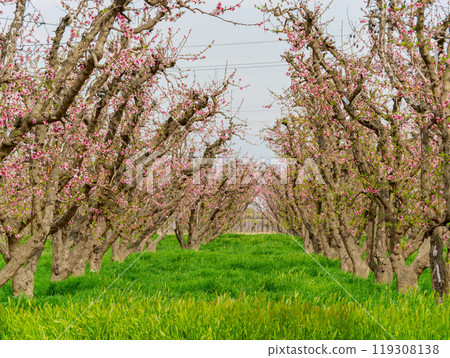 Sunny view of beautiful Peach flower blossom 119308138