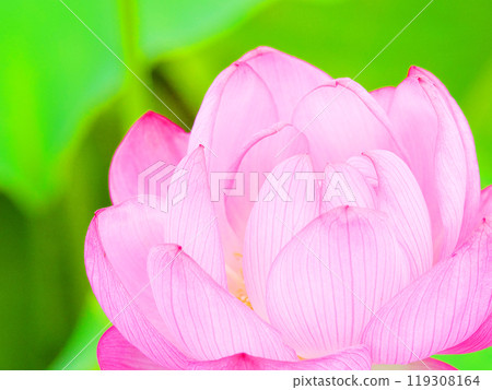 蓮花盛開 蓮花盛開 119308164