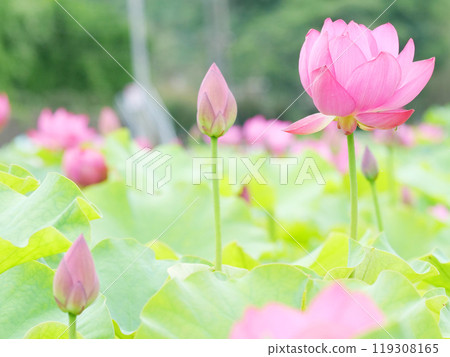 荷花盛開的田野 荷花盛開的田野 119308165