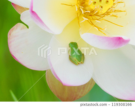 樹蛙棲息在蓮花上 119308166
