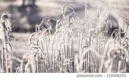 Frost-covered park (Hiruzen Plateau) 119308255