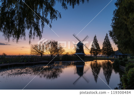 Cosmos field in full bloom bathed in the morning sun Cosmos field in full bloom bathed in the morning sun 119308484
