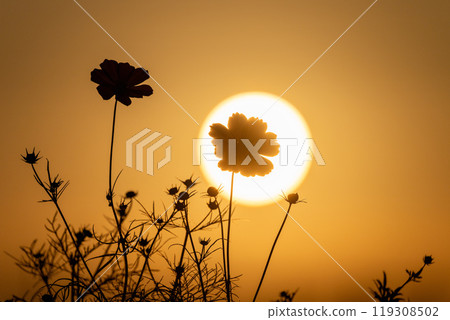 Cosmos field in full bloom bathed in the morning sun 119308502