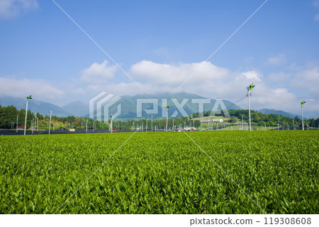 New tea fields (Suizawa tea, Ise tea, Mizusawa-cho, Yokkaichi City, Mie Prefecture) 119308608
