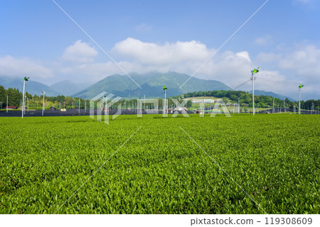 新茶園《三重縣四日市市水澤町水澤茶、伊勢茶》 新茶園《三重縣四日市市水澤町水澤茶、伊勢茶》 119308609